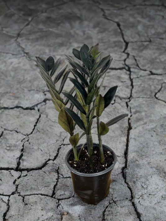 Black Raven ZZ - 4 inch