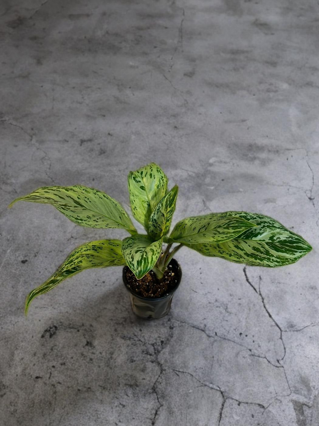 Aglaonema Donatello - 4 inch
