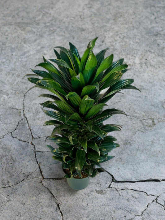 Dracaena Green Jewel - 6 inch