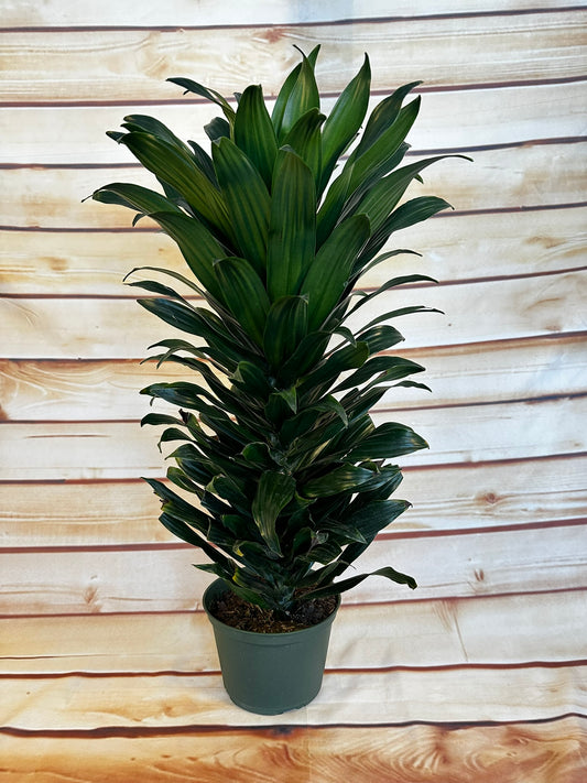 Dracaena Green Jewel - 6 inch