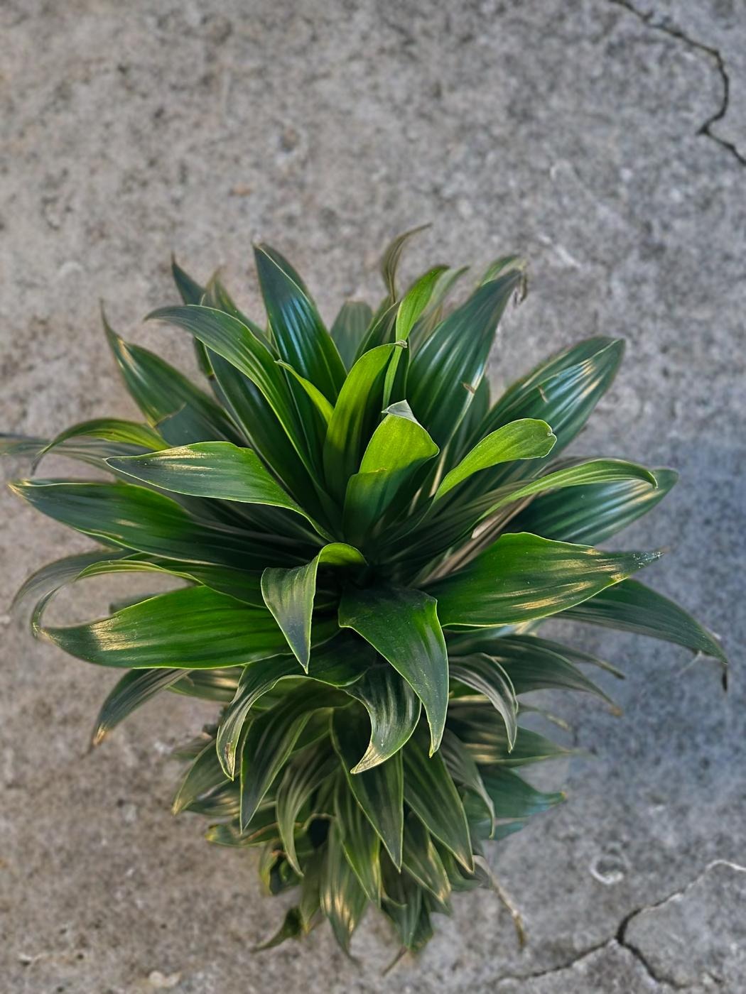 Dracaena Green Jewel - 6 inch
