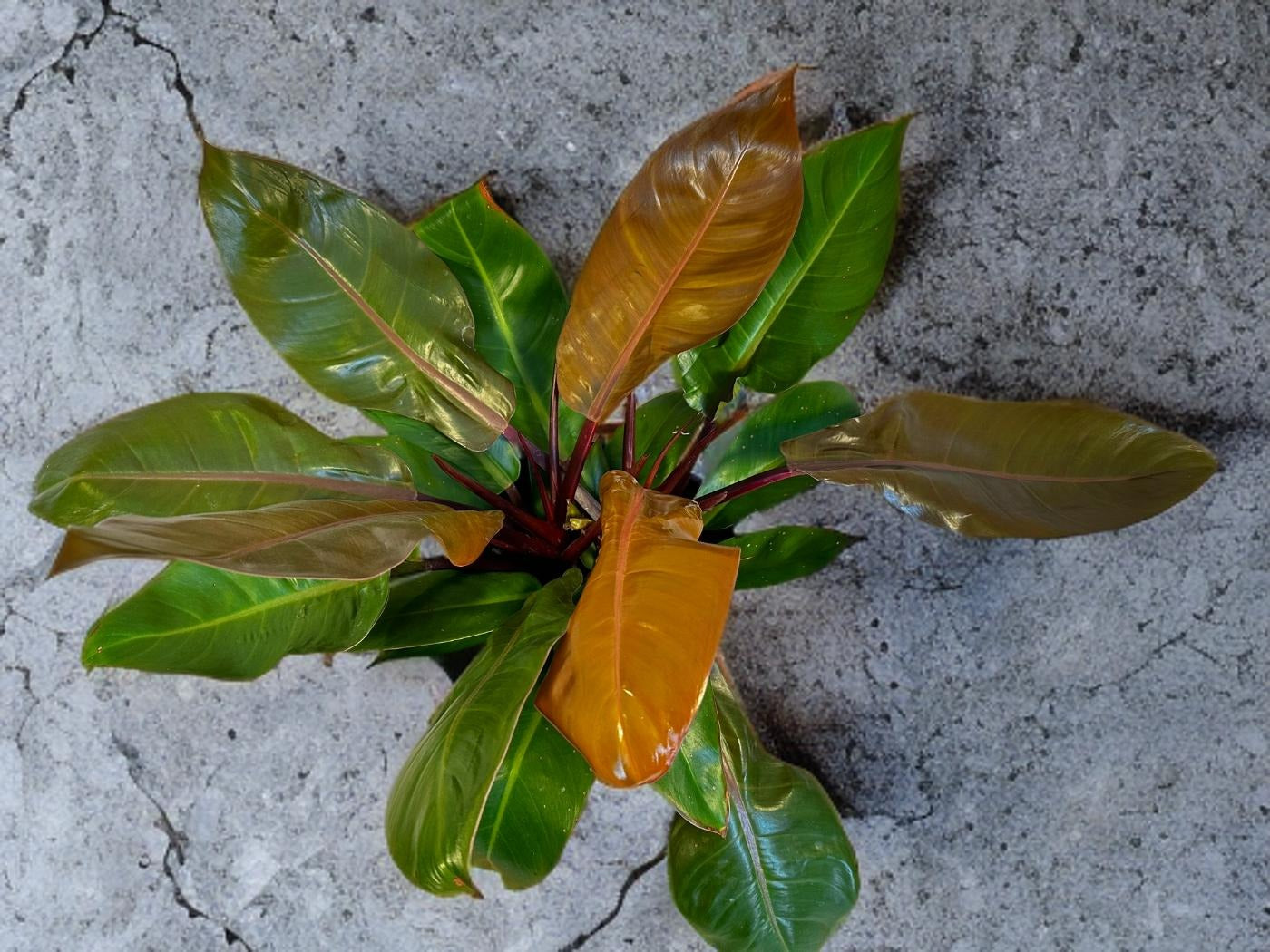 Prince of Orange Philodendron - 12 inch *LOCAL DELIVERY ONLY*