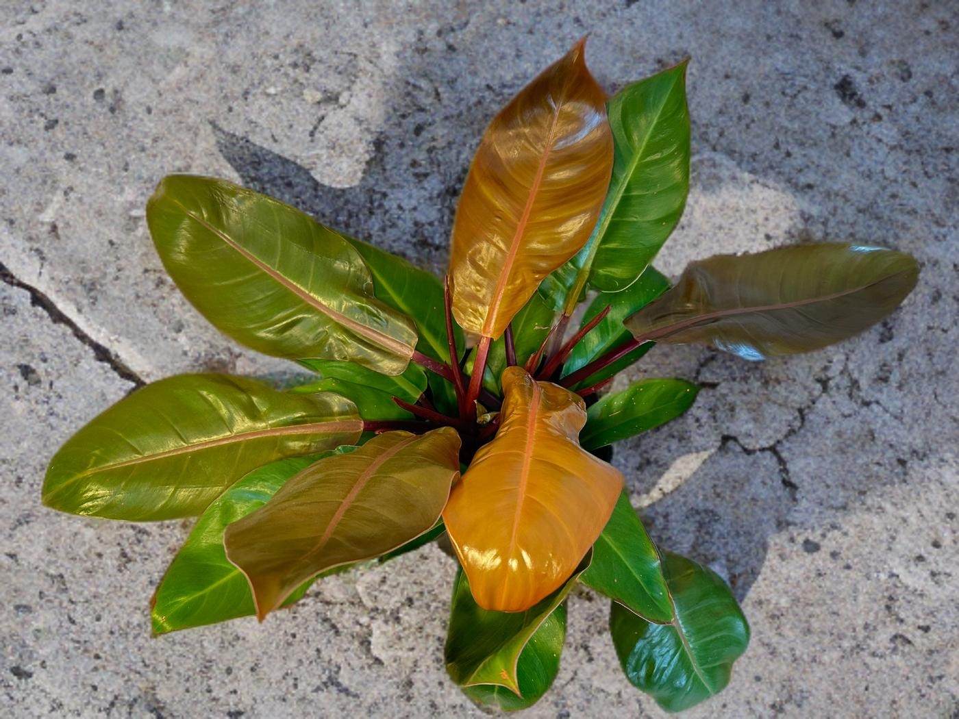 Prince of Orange Philodendron - 12 inch *LOCAL DELIVERY ONLY*