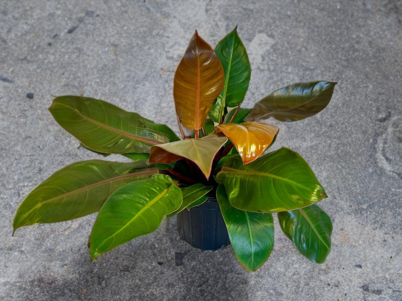 Prince of Orange Philodendron - 12 inch *LOCAL DELIVERY ONLY*