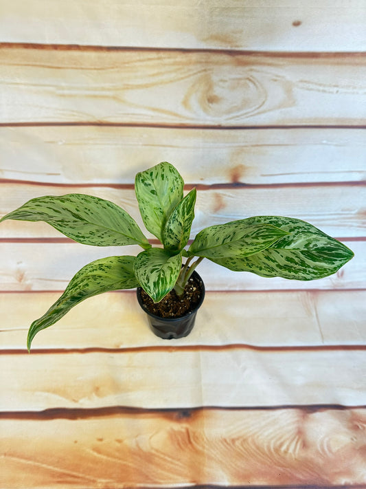 Aglaonema Donatello - 4 inch