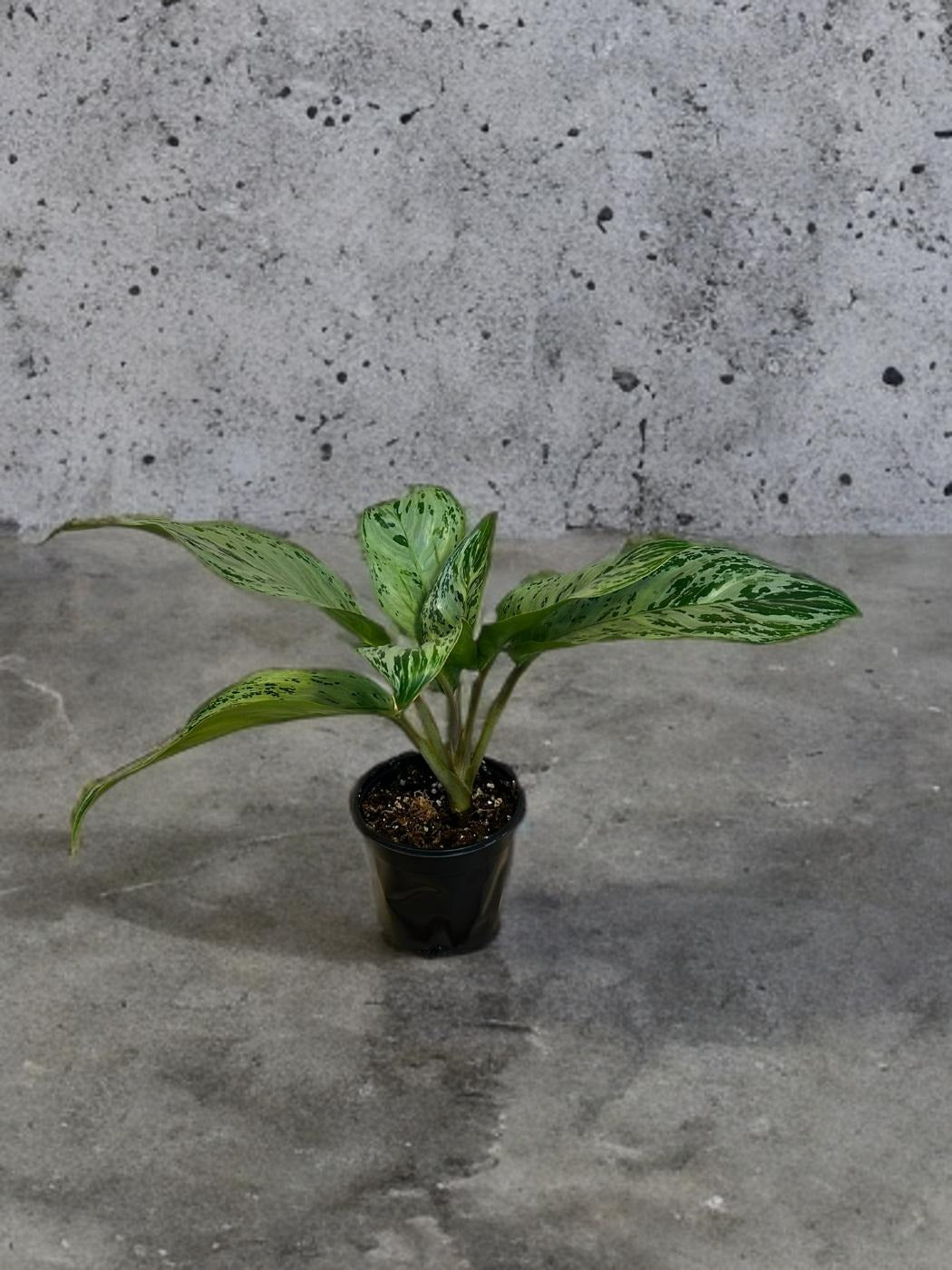Aglaonema Donatello - 4 inch
