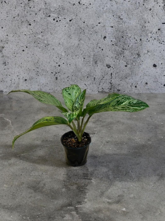 Aglaonema Donatello - 4 inch