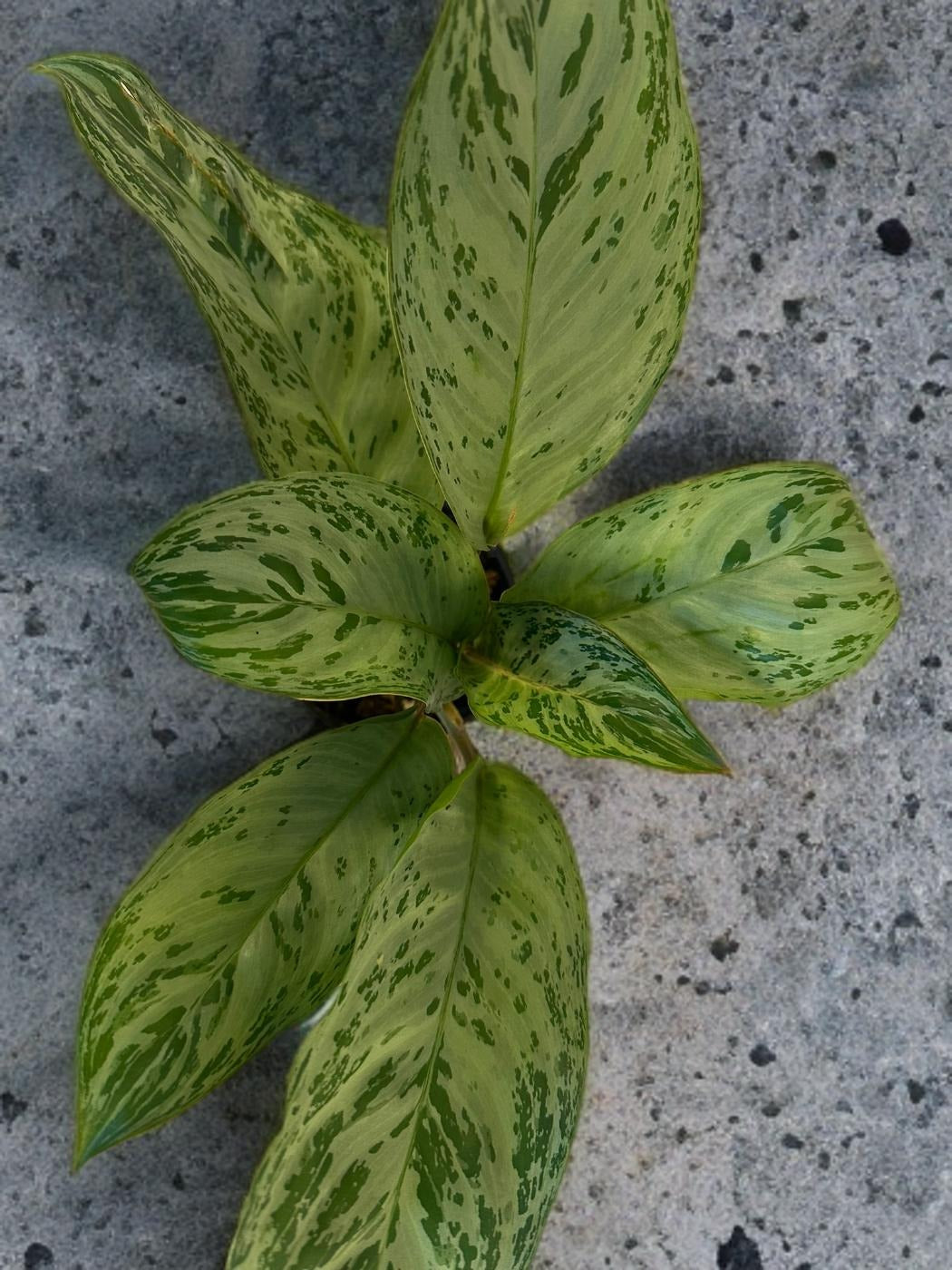 Aglaonema Donatello - 4 inch