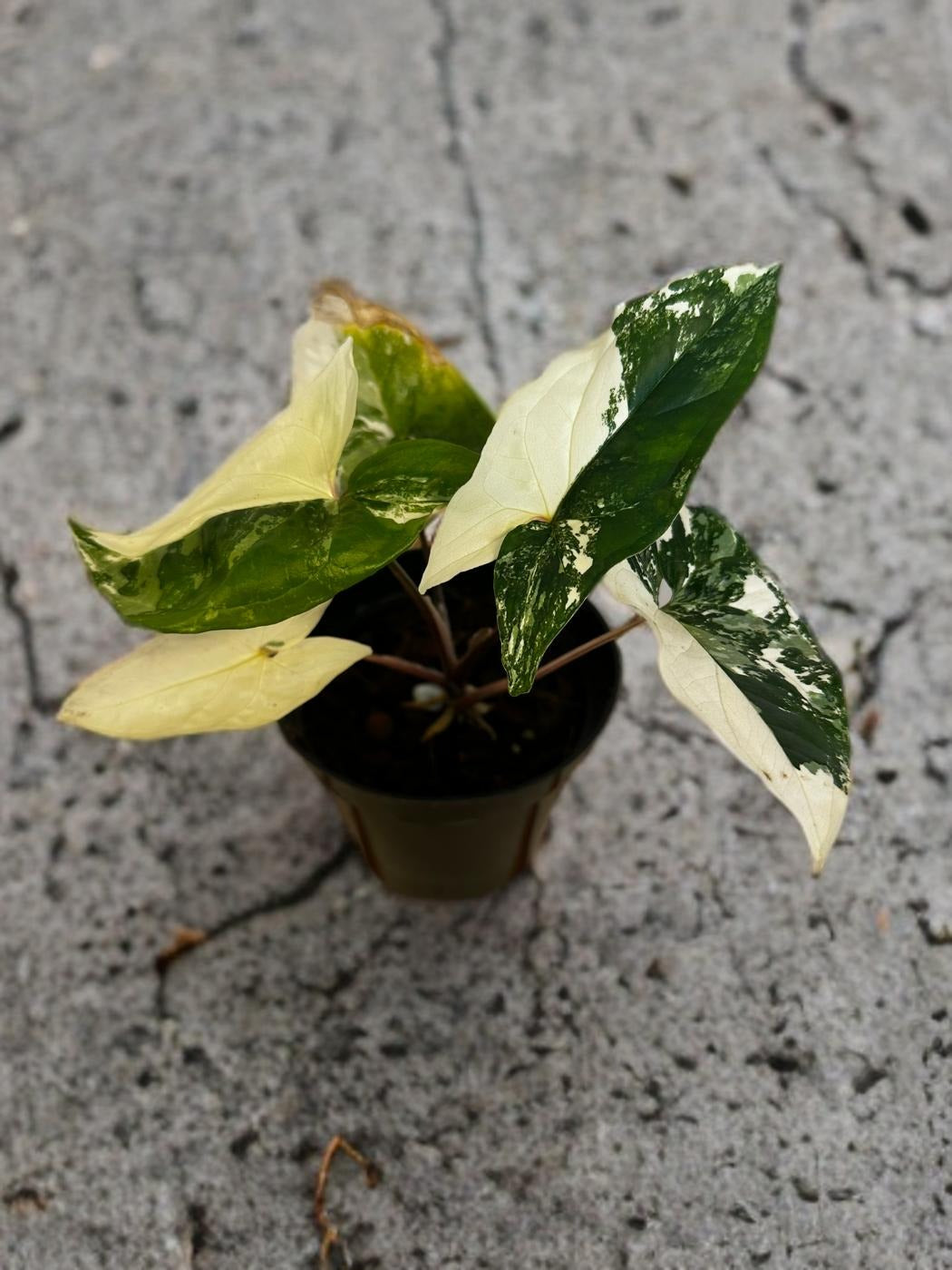 Syngonium Albo- 4 inch