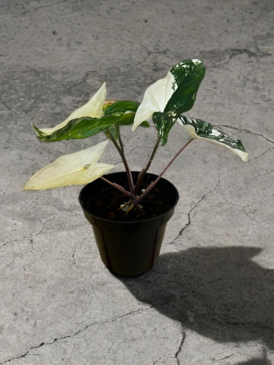 Syngonium Albo- 4 inch