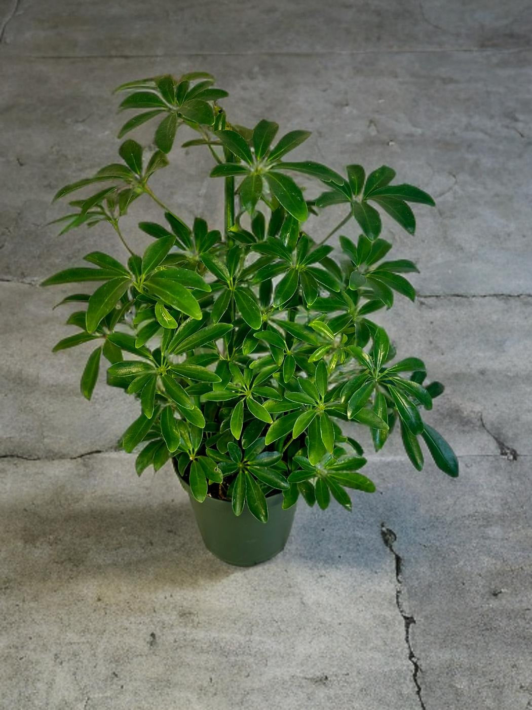 Umbrella Tree -Schefflera Arboricola - 6 inch