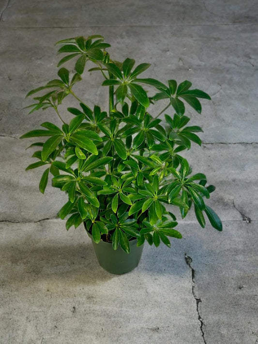 Umbrella Tree -Schefflera Arboricola - 6 inch