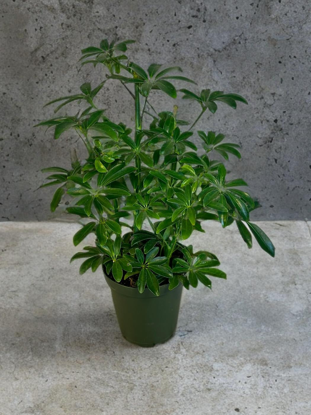 Umbrella Tree -Schefflera Arboricola - 6 inch
