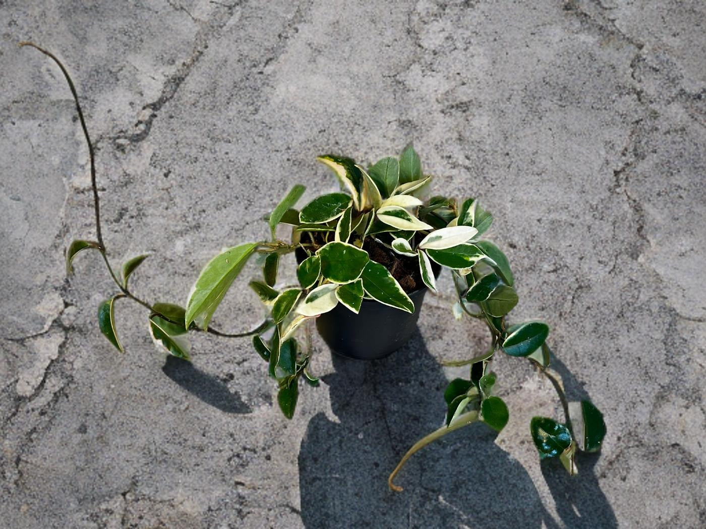 Hoya Krimson Queen- 6 inch