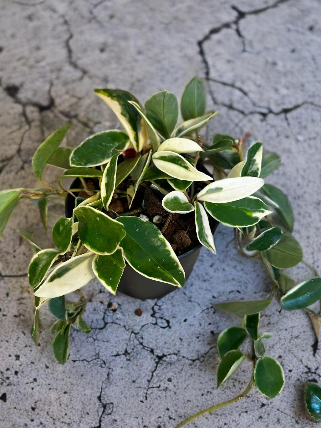 Hoya Krimson Queen- 6 inch