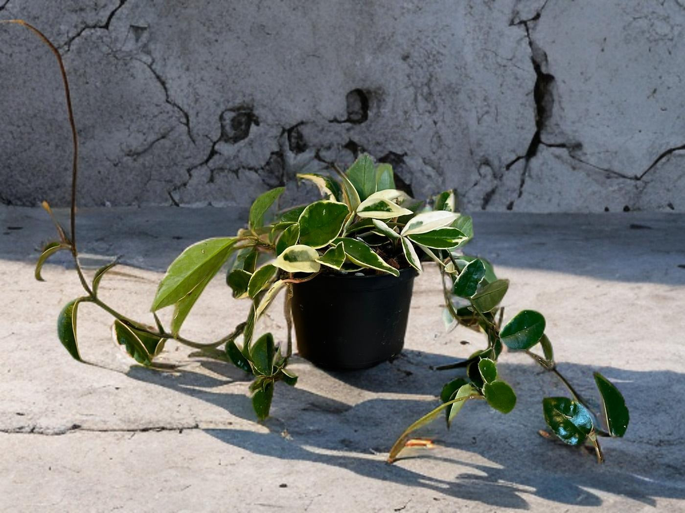 Hoya Krimson Queen- 6 inch