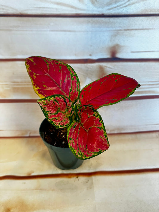 Aglaonema Diamond Red- 4 inch