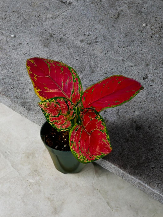 Aglaonema China Red- 4 inch