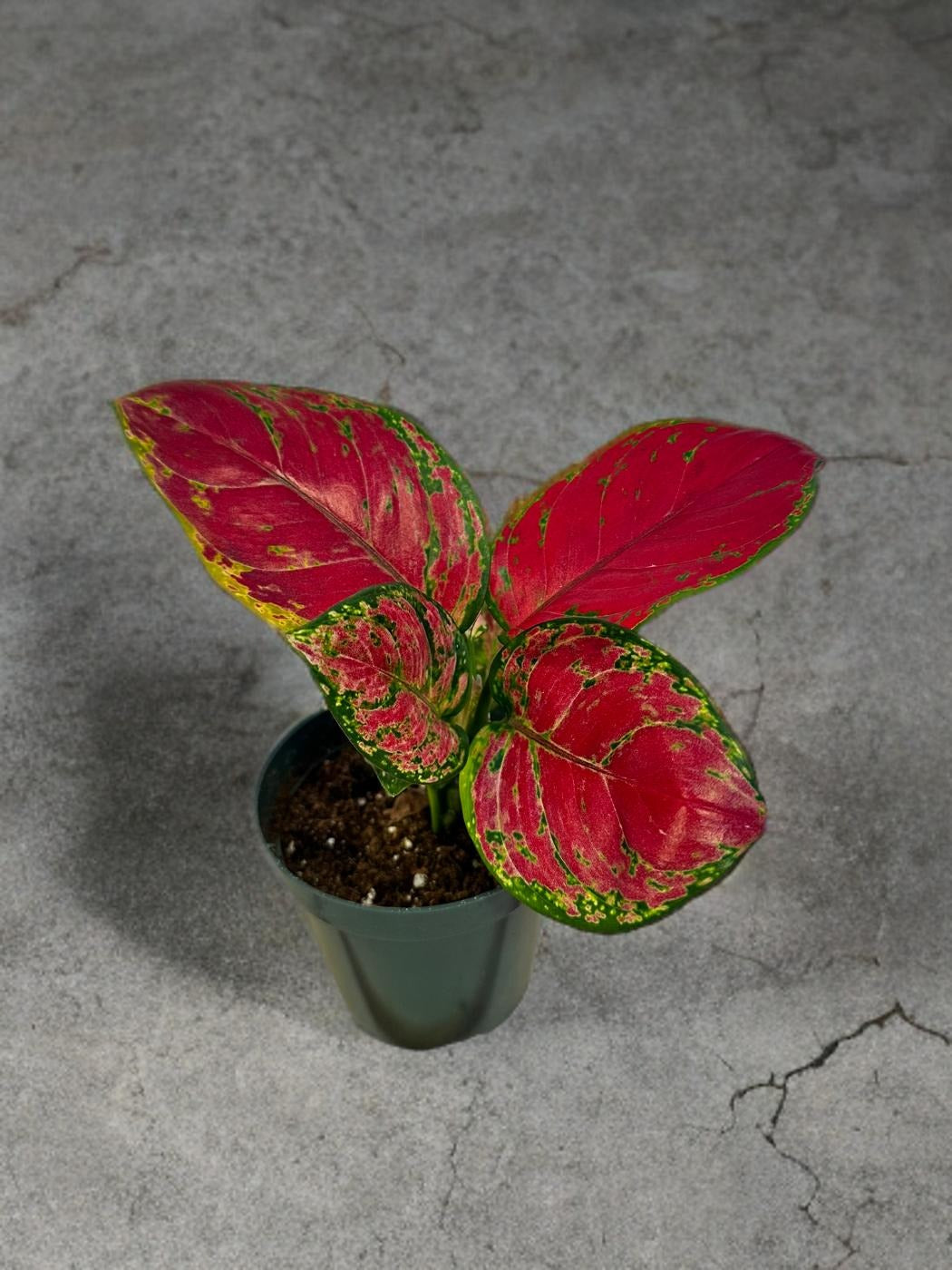 Aglaonema China Red- 4 inch