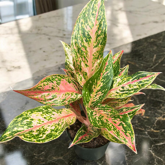 Aglaonema Sparkling Sarah- 6 inch