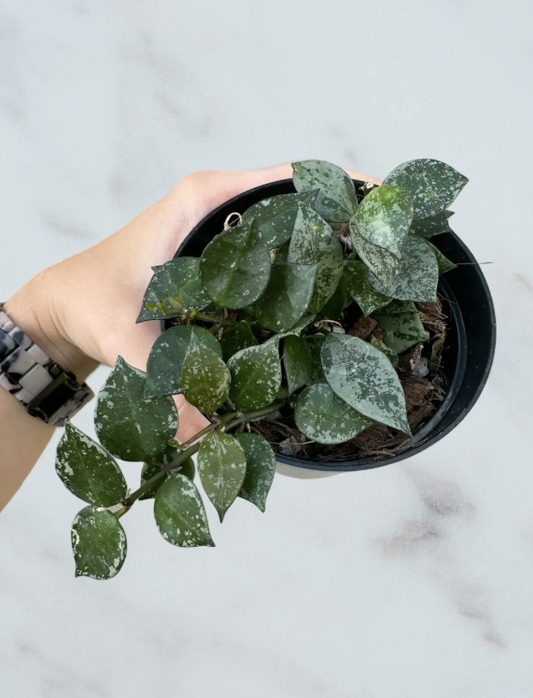 Hoya Eskimo- 4" pot