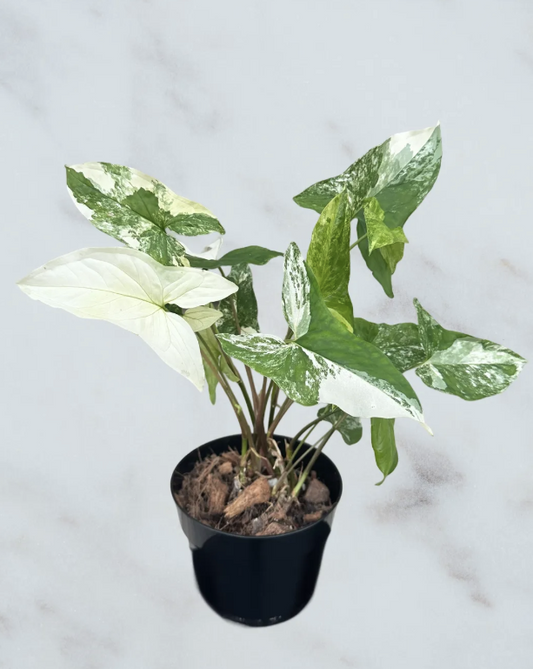 Syngonium Albo- 6 inch