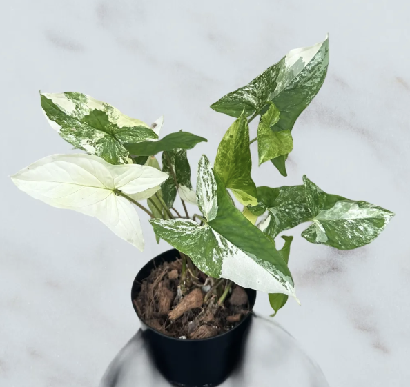 Syngonium Albo- 6 inch