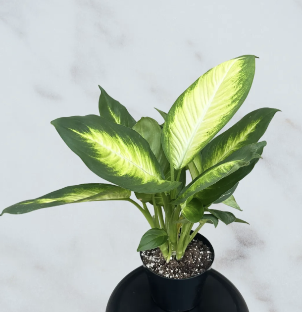 Dieffenbachia Camille - 6 inch