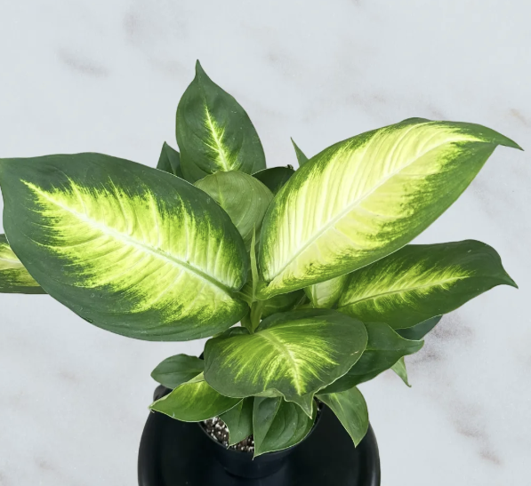 Dieffenbachia Camille - 6 inch
