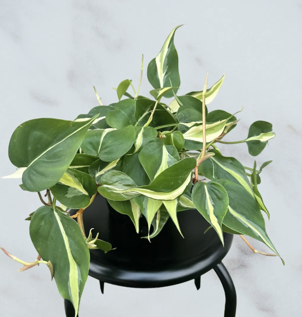 Philodendron Rio- 6"