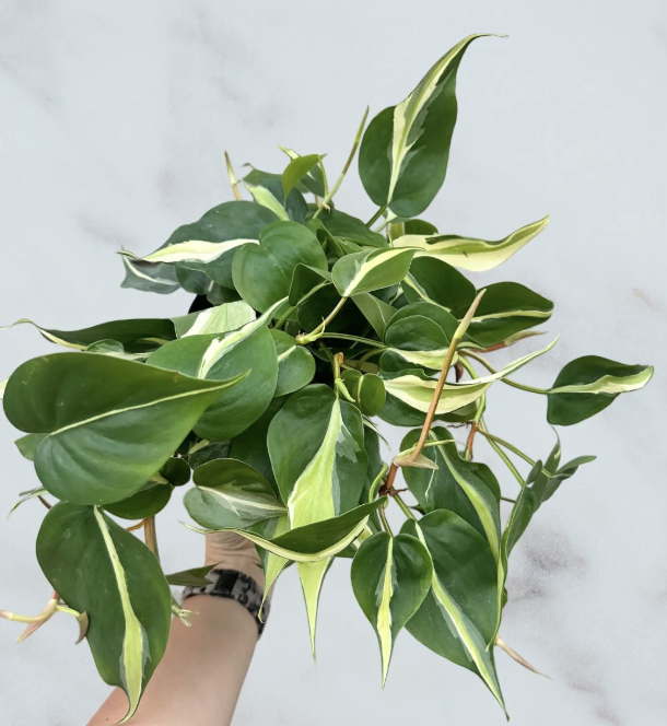 Philodendron Rio- 6"