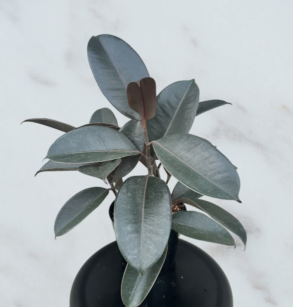 Ficus Elastica Burgundy- 6" pot