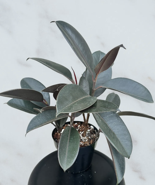 Ficus Elastica Burgundy- 6" pot