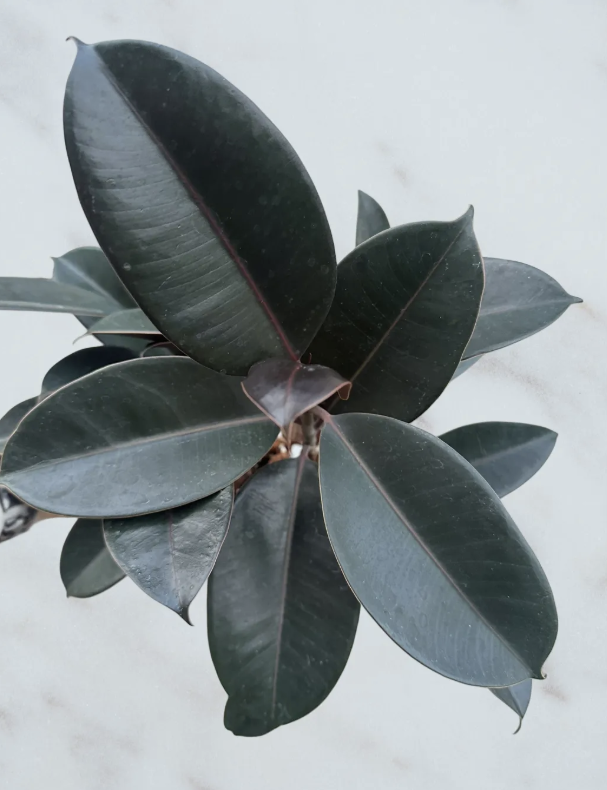 Ficus Elastica Burgundy- 6" pot