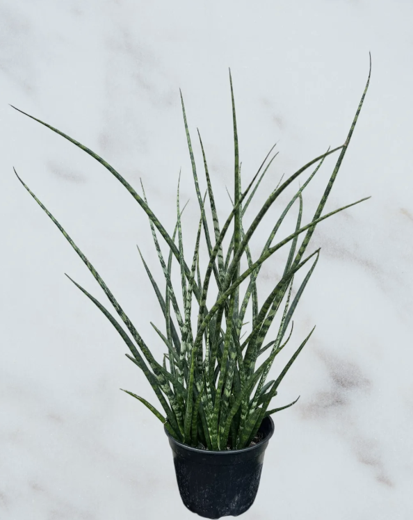 Sansevieria cylindrica- 6" pot