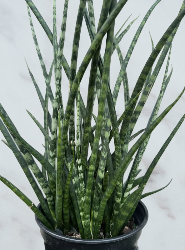 Sansevieria cylindrica- 6" pot