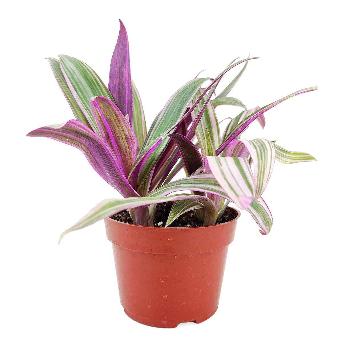 Rhoeo Spathacea Tricolor - Tradescantia Oyster Plant - 4 inch