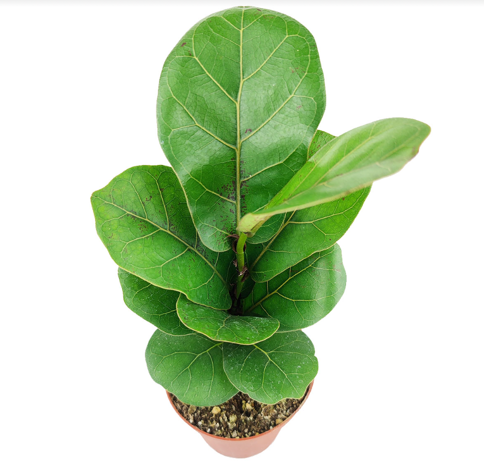 Fiddle Leaf Fig- Ficus Lyrata - 4 inch