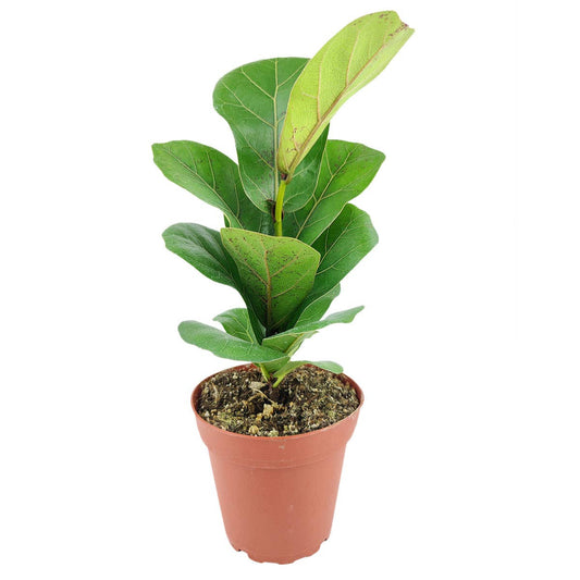 Fiddle Leaf Fig- Ficus Lyrata - 4 inch