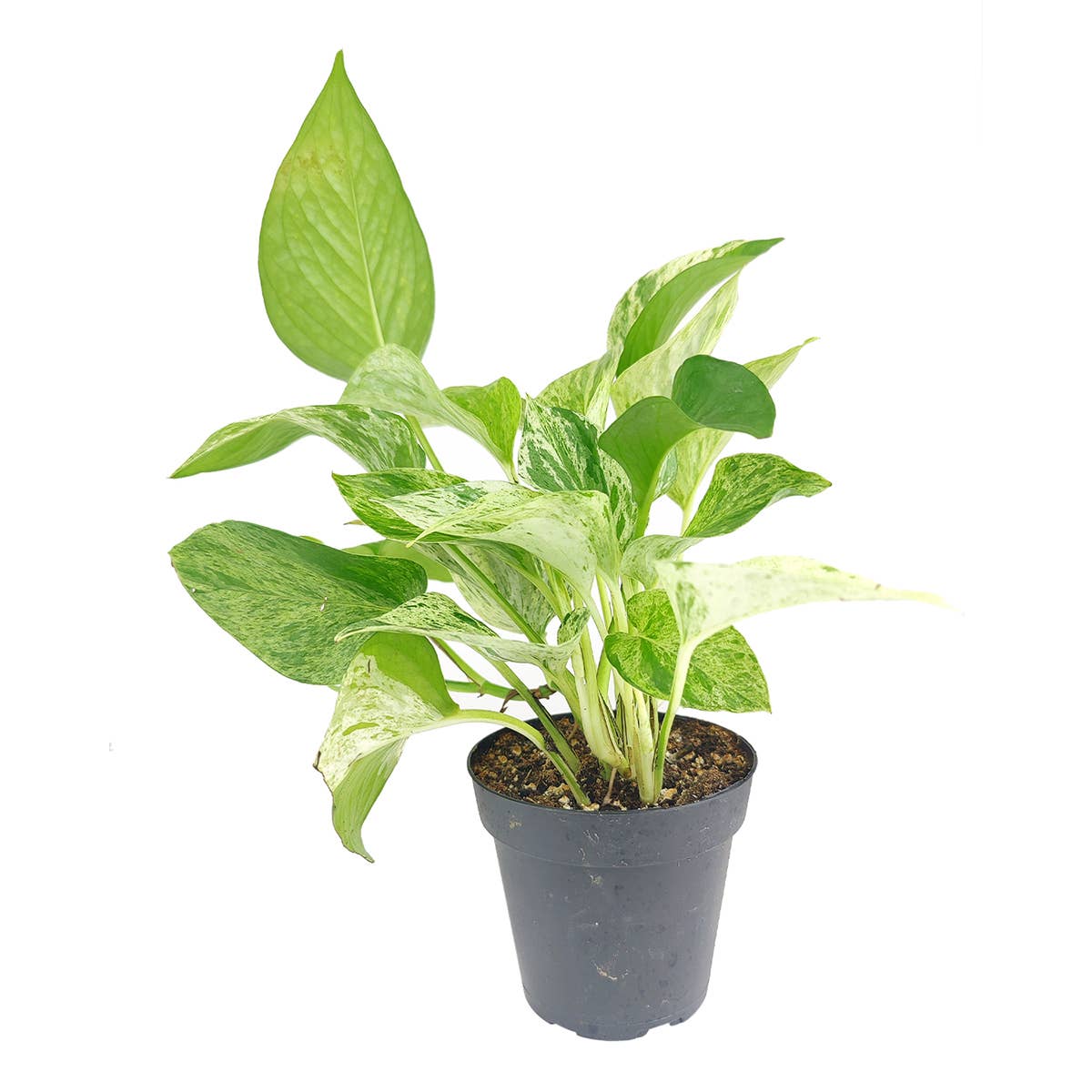 Marble Queen Pothos- 4 inch